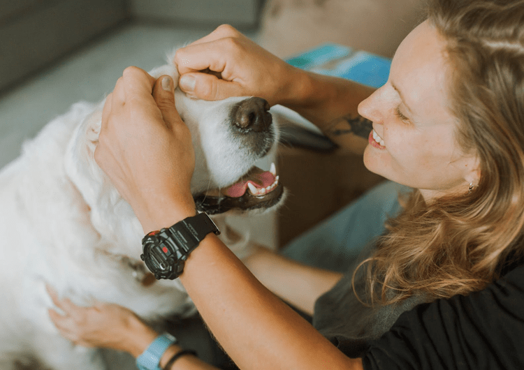 Become a pet sitter